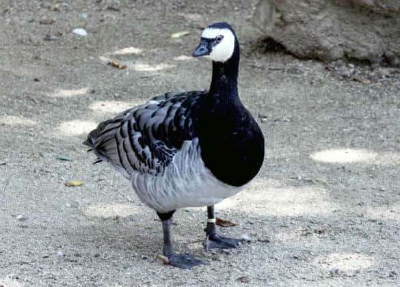 動物図鑑・カオジロガン